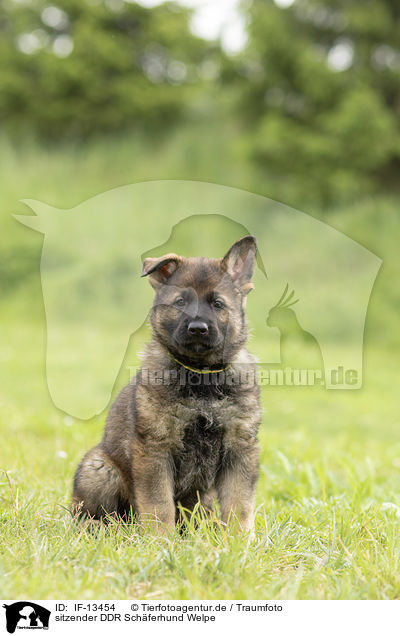 sitzender DDR Schferhund Welpe / sitting GDR Shepherd Puppy / IF-13454