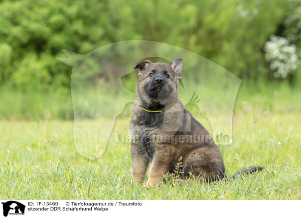 sitzender DDR Schferhund Welpe / sitting GDR Shepherd Puppy / IF-13460