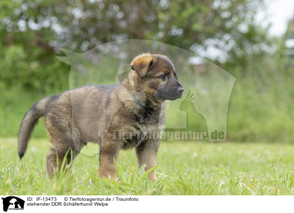 stehender DDR Schferhund Welpe / standing GDR Shepherd Puppy / IF-13473