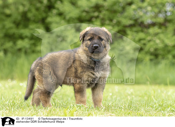 stehender DDR Schferhund Welpe / standing GDR Shepherd Puppy / IF-13491