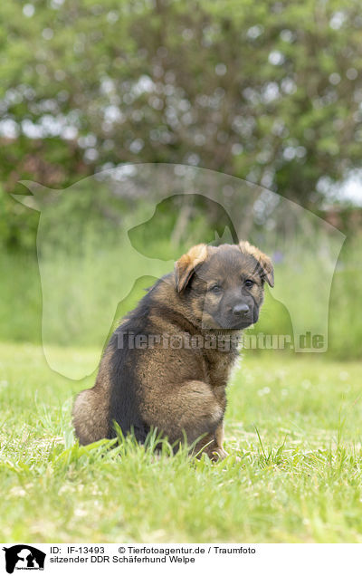 sitzender DDR Schferhund Welpe / sitting GDR Shepherd Puppy / IF-13493