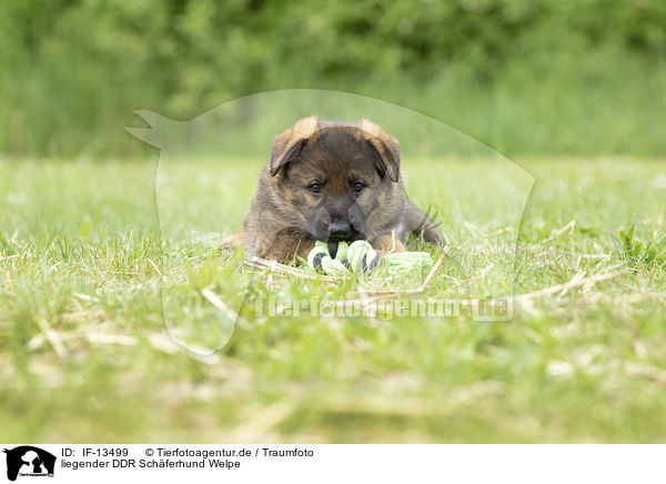 liegender DDR Schferhund Welpe / lying GDR Shepherd Puppy / IF-13499