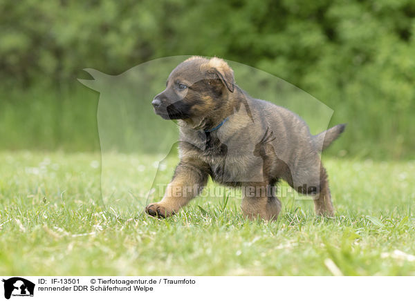 rennender DDR Schferhund Welpe / running GDR Shepherd Puppy / IF-13501
