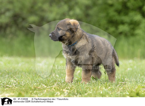 stehender DDR Schferhund Welpe / standing GDR Shepherd Puppy / IF-13506