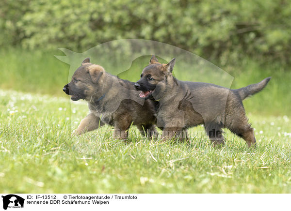 rennende DDR Schferhund Welpen / running GDR Shepherd Puppies / IF-13512