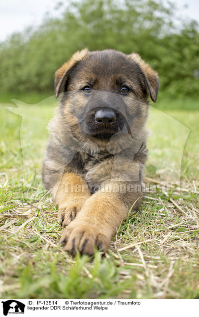 liegender DDR Schferhund Welpe / lying GDR Shepherd Puppy / IF-13514