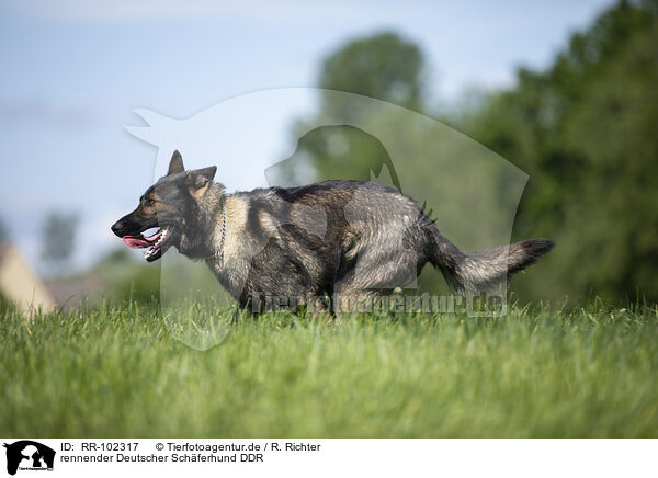 rennender Deutscher Schferhund DDR / running GDR Shepherd / RR-102317