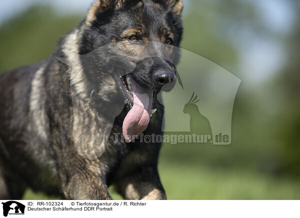 Deutscher Schferhund DDR Portrait / GDR Shepherd Portrait / RR-102324