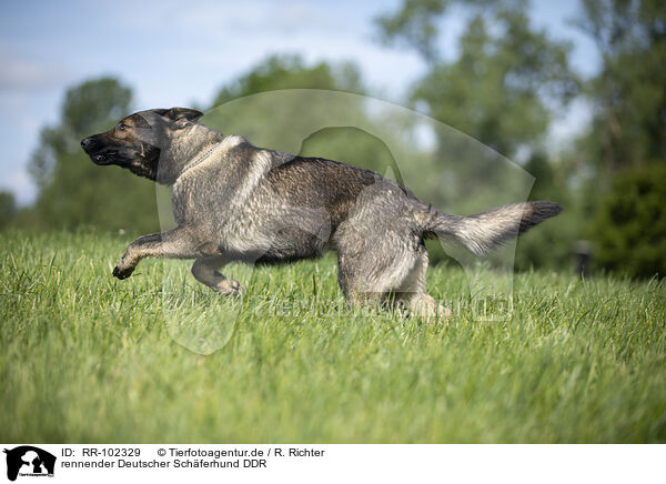 rennender Deutscher Schferhund DDR / running GDR Shepherd / RR-102329