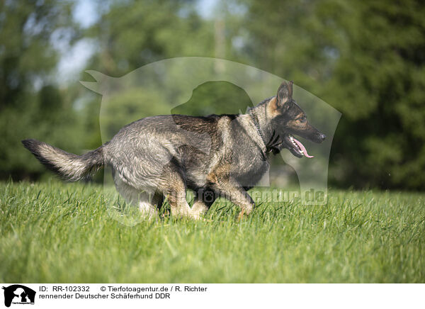 rennender Deutscher Schferhund DDR / running GDR Shepherd / RR-102332