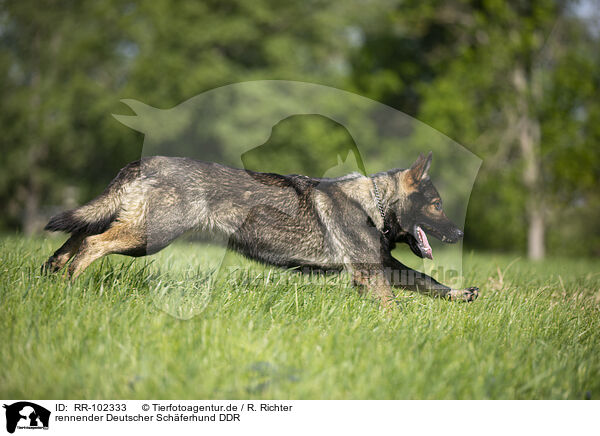 rennender Deutscher Schferhund DDR / running GDR Shepherd / RR-102333