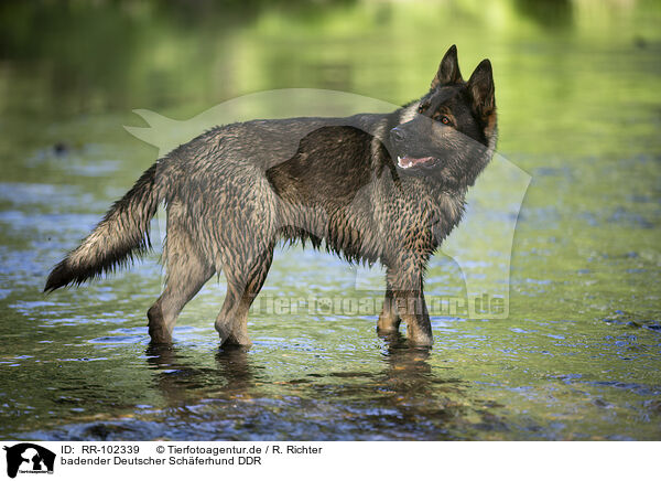 badender Deutscher Schferhund DDR / bathing GDR Shepherd / RR-102339