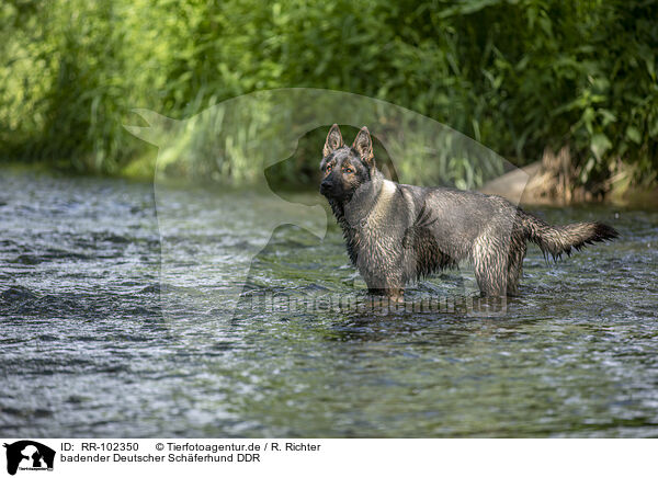 badender Deutscher Schferhund DDR / bathing GDR Shepherd / RR-102350