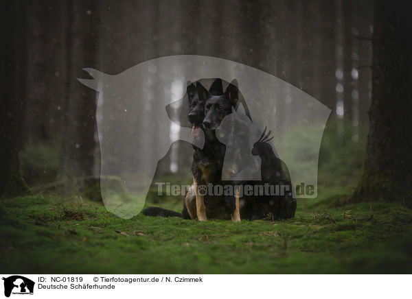 Deutsche Schferhunde / German Shepherds / NC-01819