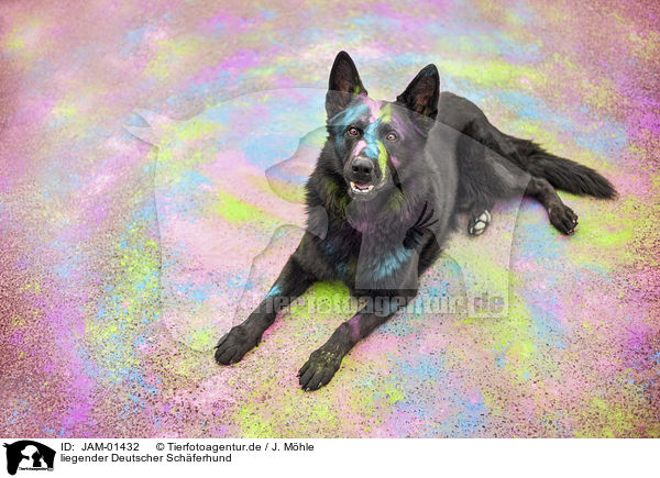 liegender Deutscher Schferhund / lying German Shepherd / JAM-01432