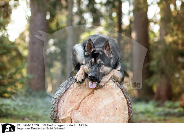 liegender Deutscher Schferhund / lying German Shepherd / JAM-01579