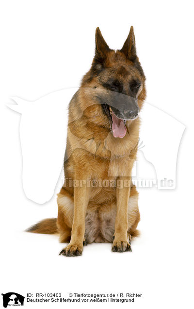 Deutscher Schferhund vor weiem Hintergrund / German Shepherd Dog in front of white background / RR-103403