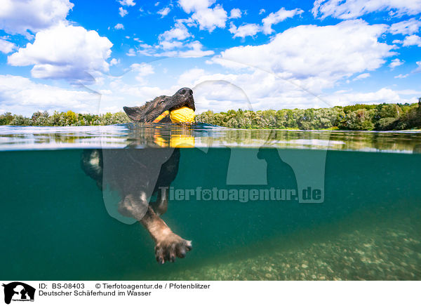 Deutscher Schferhund im Wasser / German Shepherd Dog in the water / BS-08403