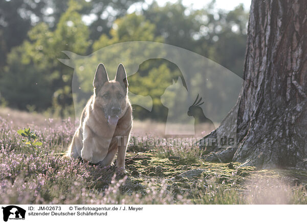sitzender Deutscher Schferhund / sitting German Shepherd / JM-02673