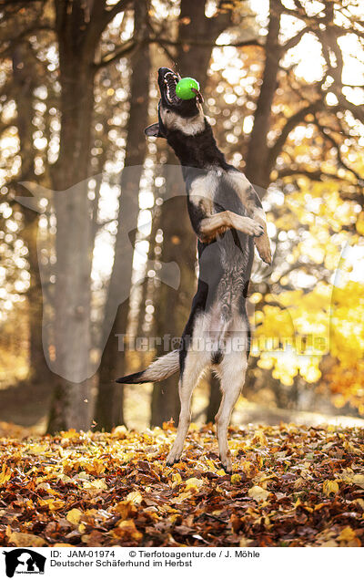 Deutscher Schferhund im Herbst / German shepherd dog in autumn / JAM-01974