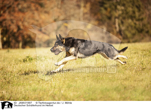 Deutscher Schferhund im Herbst / German shepherd dog in autumn / JAM-01997