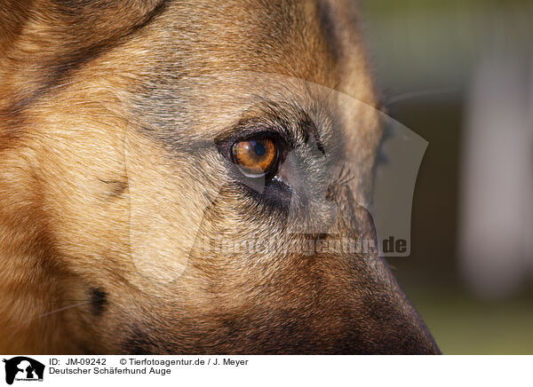 Deutscher Schferhund Auge / German Shepherd eye / JM-09242