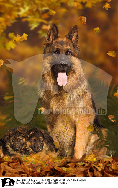 langhaarige Deutscher Schferhunde / longhaired German Shepherds / SST-21720