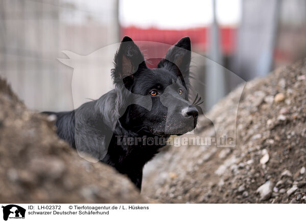 schwarzer Deutscher Schferhund / black German Shepherd / LH-02372