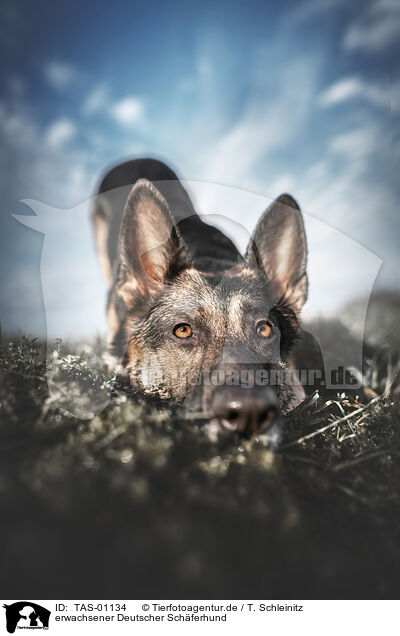 erwachsener Deutscher Schferhund / adult German Shepherd / TAS-01134