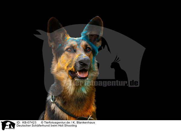 Deutscher Schferhund beim Holi Shooting / German Shepherd at Holi shooting / KB-07423