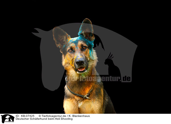 Deutscher Schferhund beim Holi Shooting / German Shepherd at Holi shooting / KB-07425