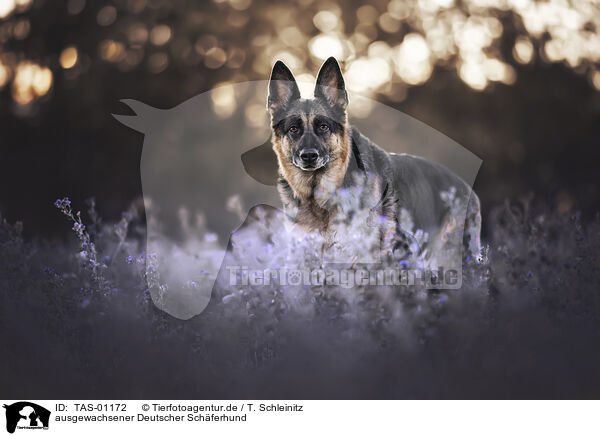 ausgewachsener Deutscher Schferhund / adult German Shepherd / TAS-01172