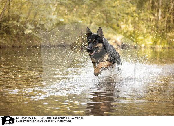 ausgewachsener Deutscher Schferhund / adult German Shepherd / JAM-03117