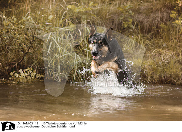 ausgewachsener Deutscher Schferhund / adult German Shepherd / JAM-03118
