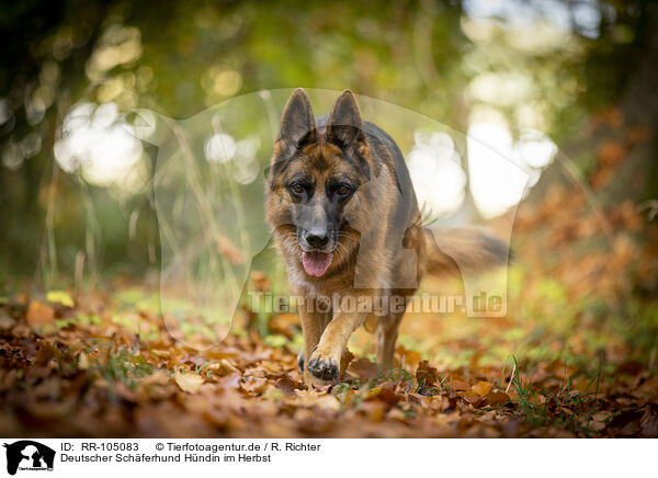 Deutscher Schferhund Hndin im Herbst / female German Shepherd in autumn / RR-105083