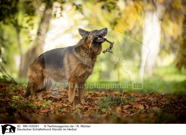 Deutscher Schferhund Hndin im Herbst / female German Shepherd in autumn / RR-105091