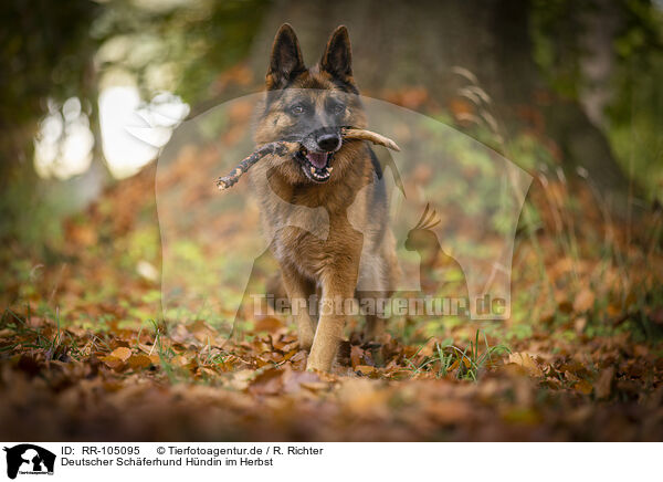 Deutscher Schferhund Hndin im Herbst / female German Shepherd in autumn / RR-105095