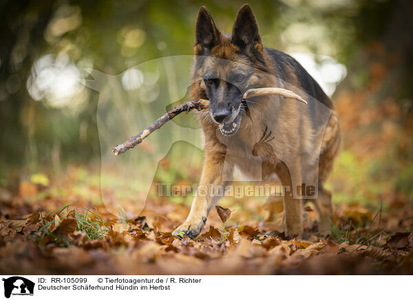 Deutscher Schferhund Hndin im Herbst / female German Shepherd in autumn / RR-105099