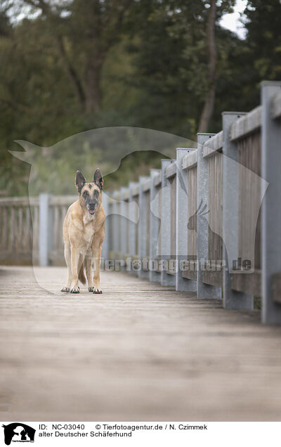 alter Deutscher Schferhund / old German Shepherd / NC-03040