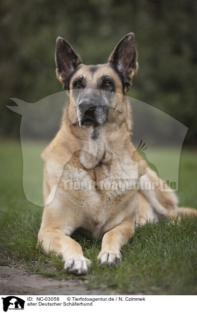 alter Deutscher Schferhund / old German Shepherd / NC-03058