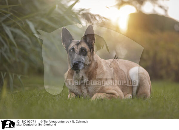 alter Deutscher Schferhund / old German Shepherd / NC-03071