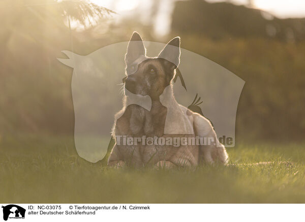 alter Deutscher Schferhund / old German Shepherd / NC-03075