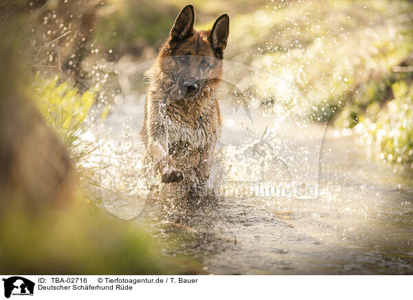 Deutscher Schferhund Rde / male German Shepherd / TBA-02716