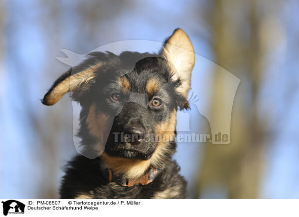 Deutscher Schferhund Welpe / Deutscher Schferhund Puppy / PM-08507