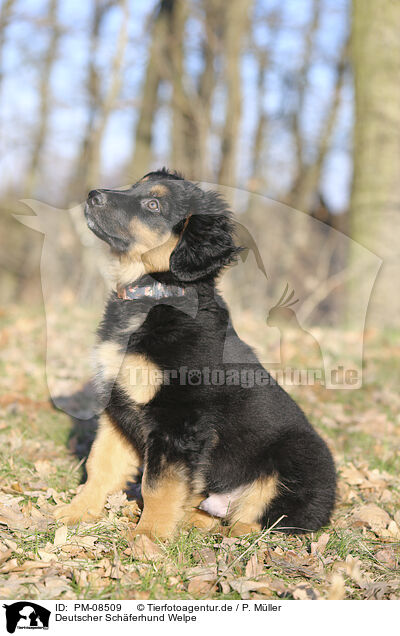 Deutscher Schferhund Welpe / Deutscher Schferhund Puppy / PM-08509