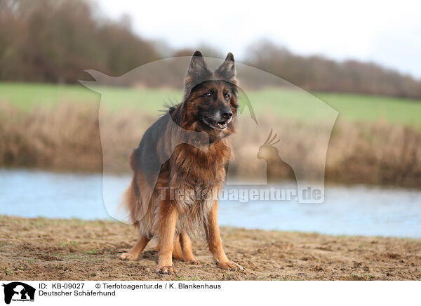 Deutscher Schferhund / German Shepherd / KB-09027