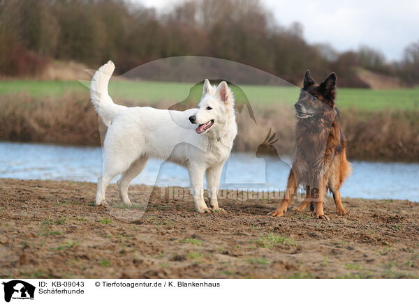 Schferhunde / shepherds / KB-09043