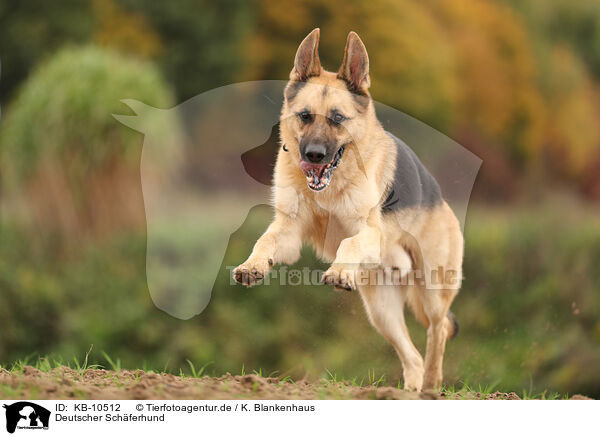 Deutscher Schferhund / KB-10512