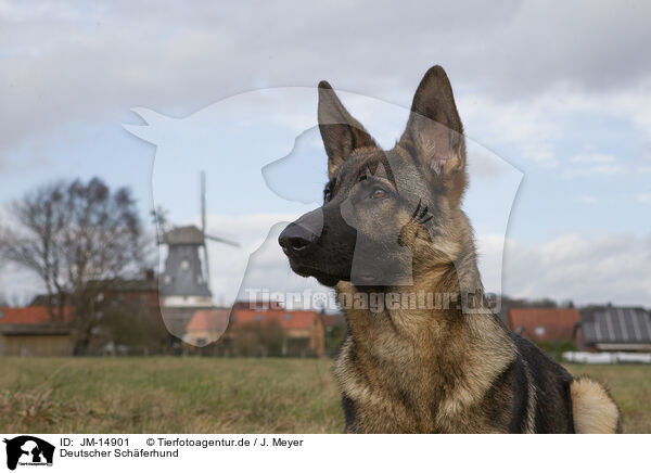 Deutscher Schferhund / JM-14901