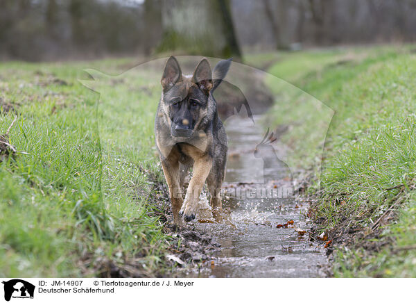 Deutscher Schferhund / German Shepherd / JM-14907